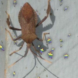 Meet your Posher, Dennis